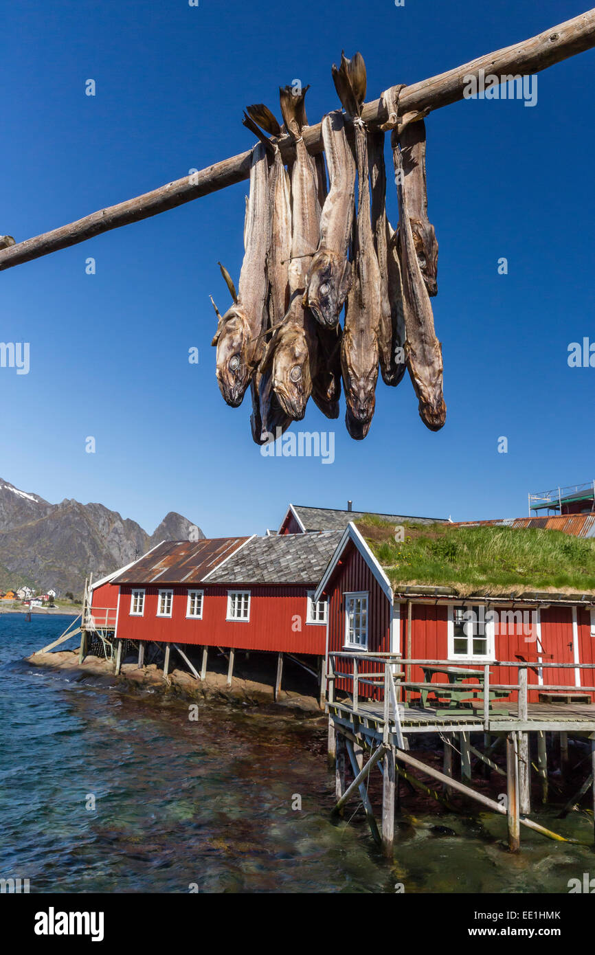 Lager Kabeljau, Split und Austrocknung auf großen Gestellen in der norwegischen Fischerei Reina, Lofoten Inseln, Norwegen, Skandinavien Stockfoto