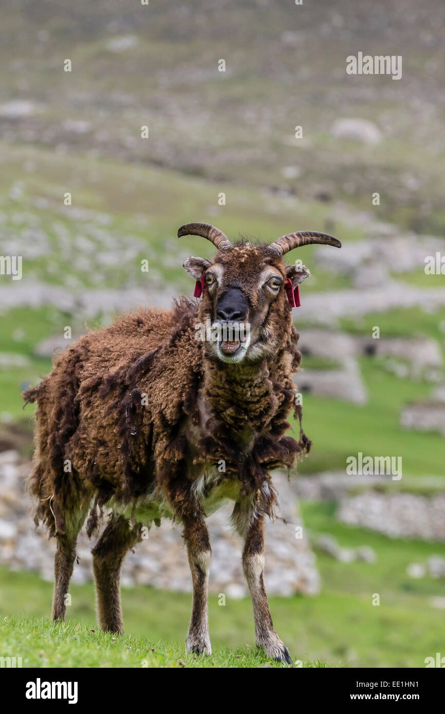 Schafe, genannt die Soay roaming der Steins bleibt des evakuierten Dorfes auf Hirta, St. Kilda Archipelago, Schottland, Vereinigtes Königreich Stockfoto