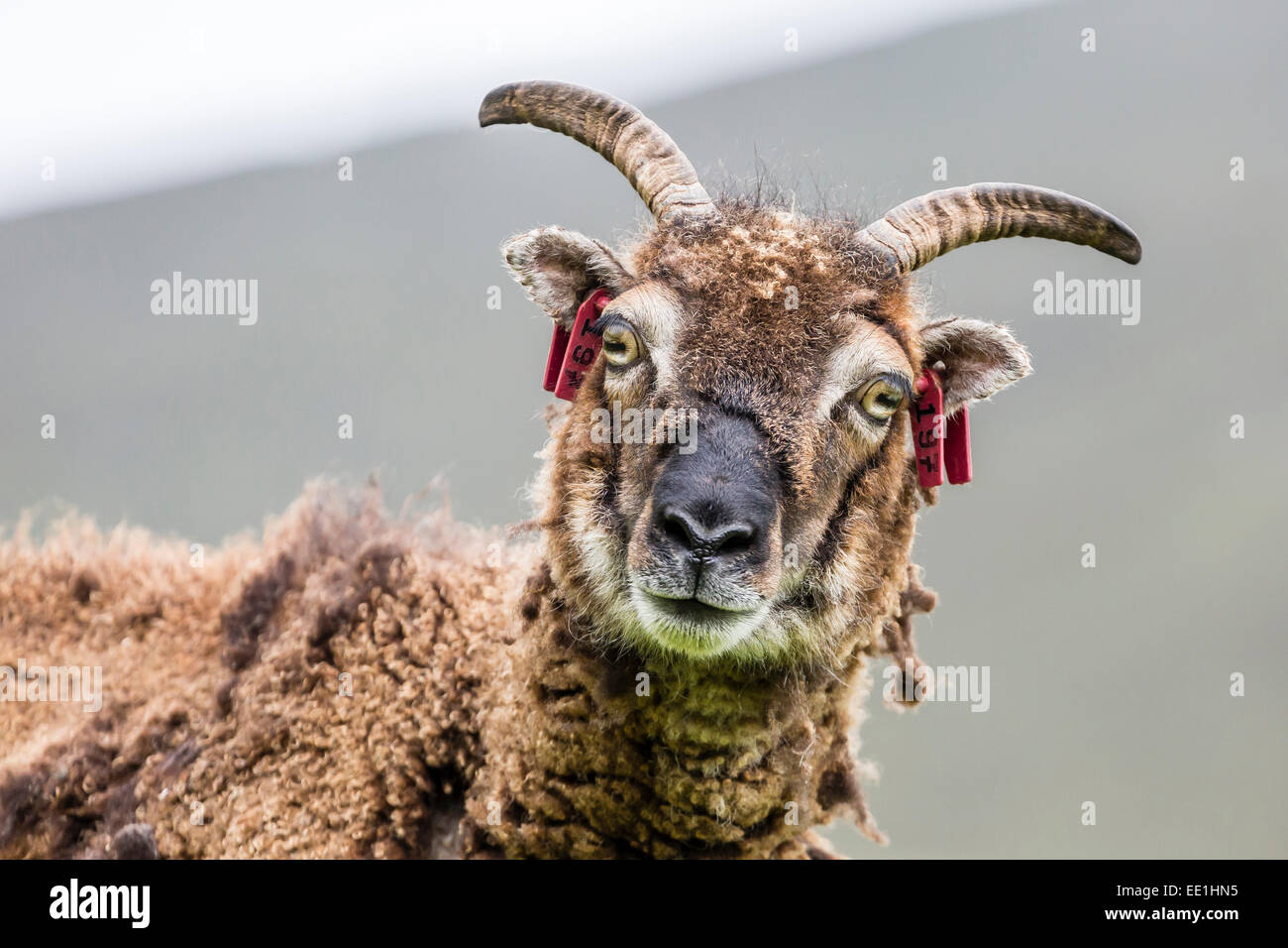Schafe, genannt die Soay roaming der Steins bleibt des evakuierten Dorfes auf Hirta, St. Kilda Archipelago, Schottland, Vereinigtes Königreich Stockfoto