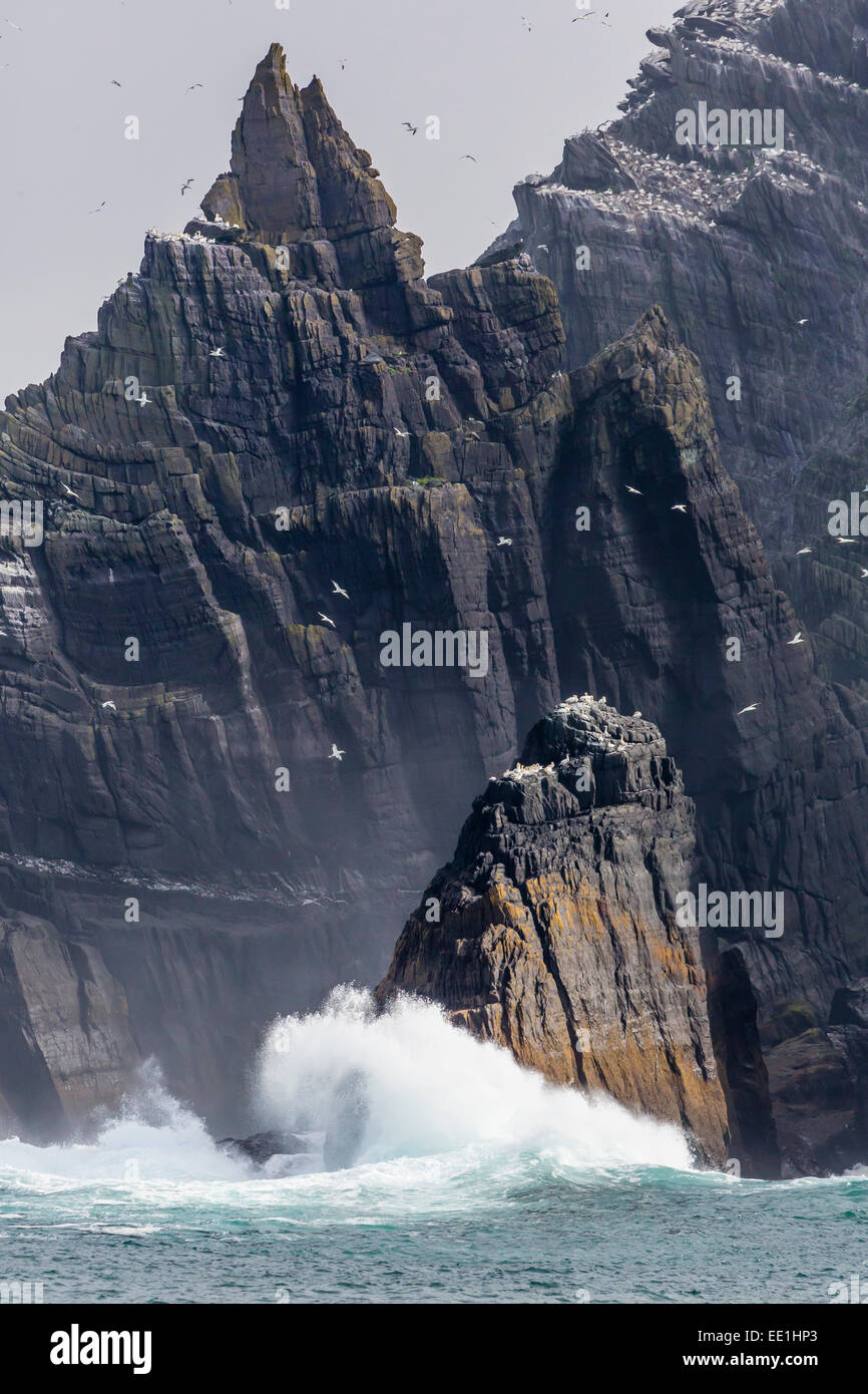 Basstölpel Verschachtelung Kolonie auf der Welle stürzte Insel von Little Skellig Michael, County Kerry, Irland Stockfoto