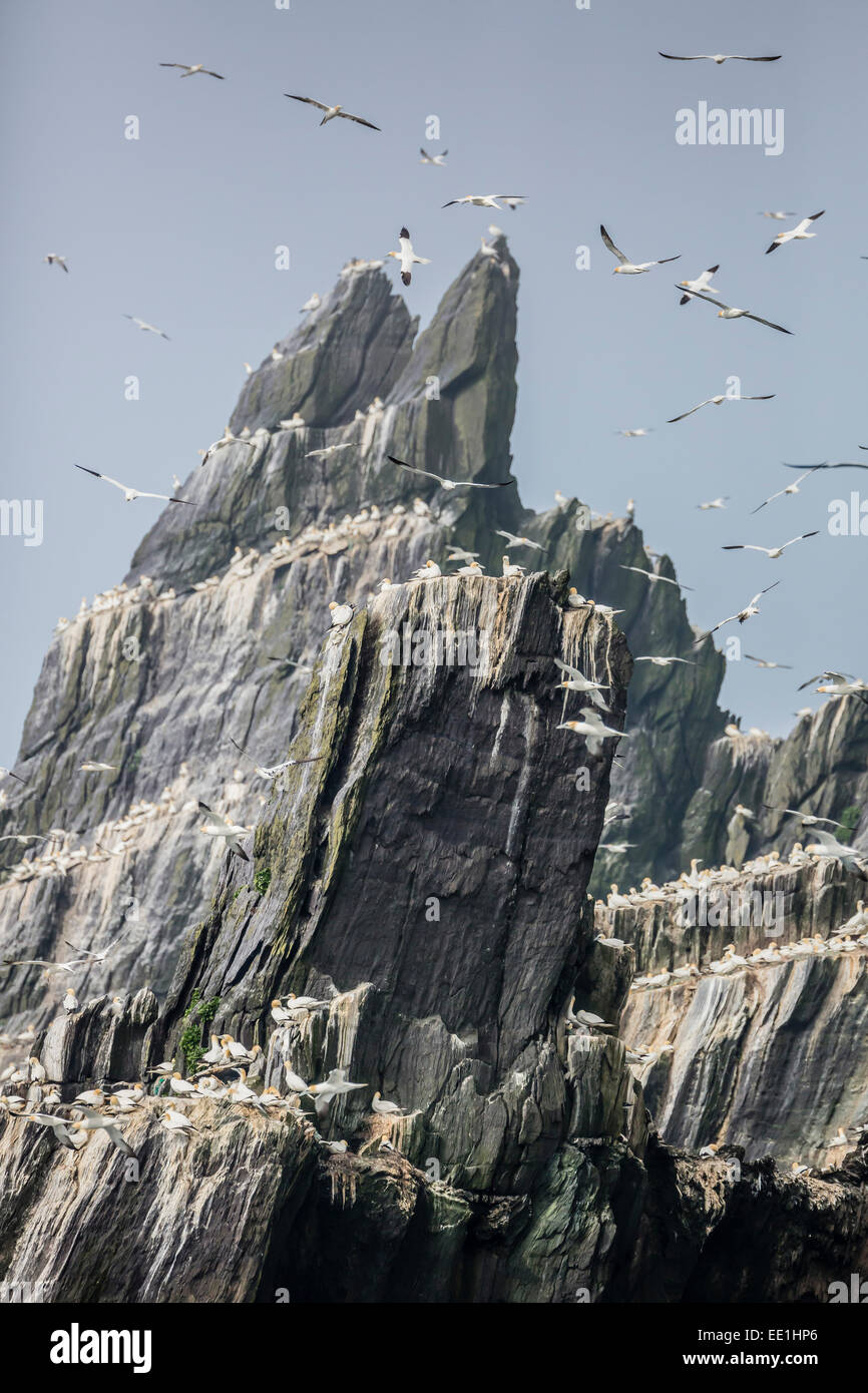 Basstölpel Verschachtelung Kolonie auf der Insel von Little Skellig Michael, County Kerry, Munster, irische See, Republik Irland Stockfoto
