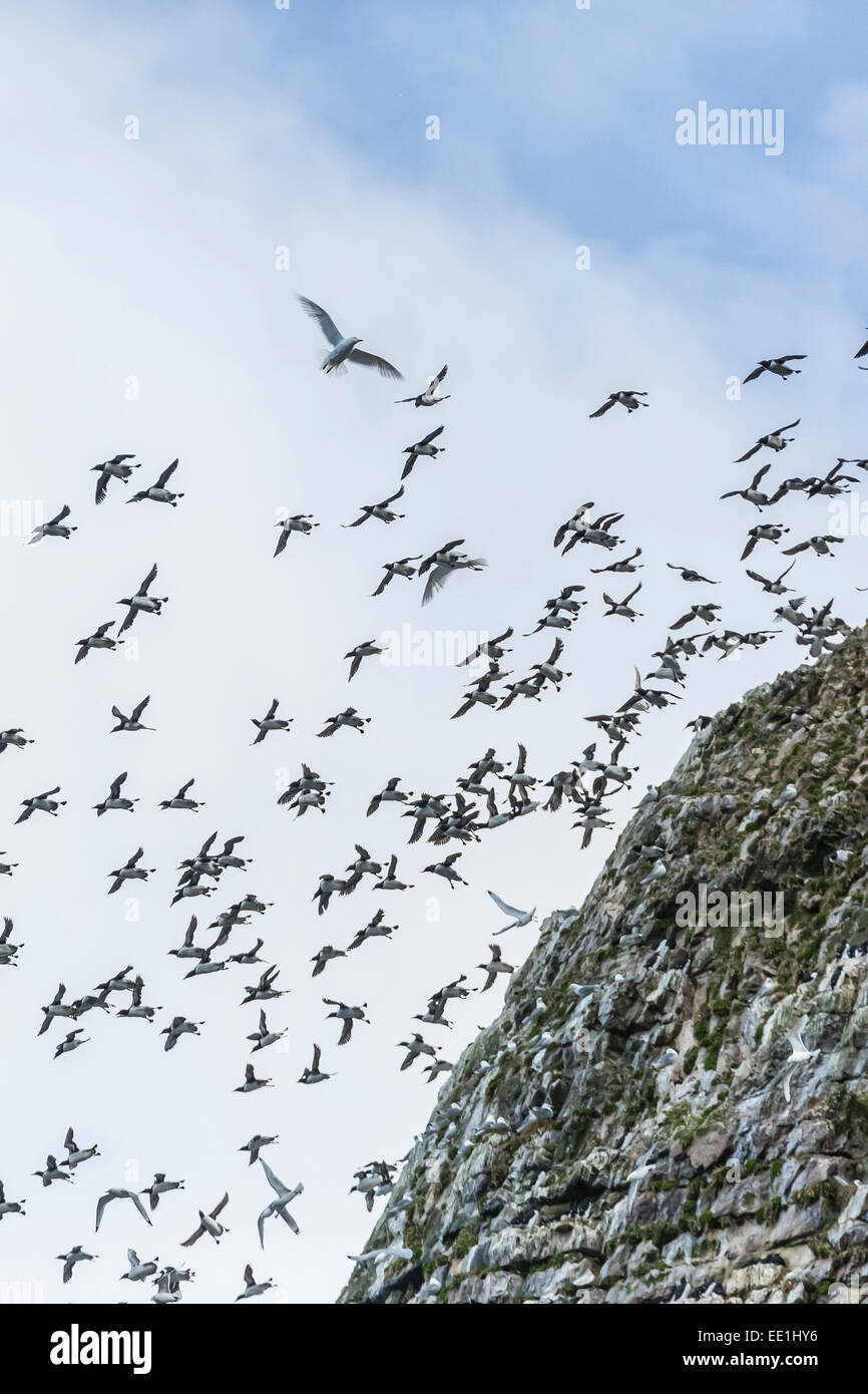 Steile Klippen nistende Vogelarten auf der Südseite von Bjornoya, Bäreninsel, Svalbard, Arktis, Norwegen, Skandinavien, Europa voller Stockfoto