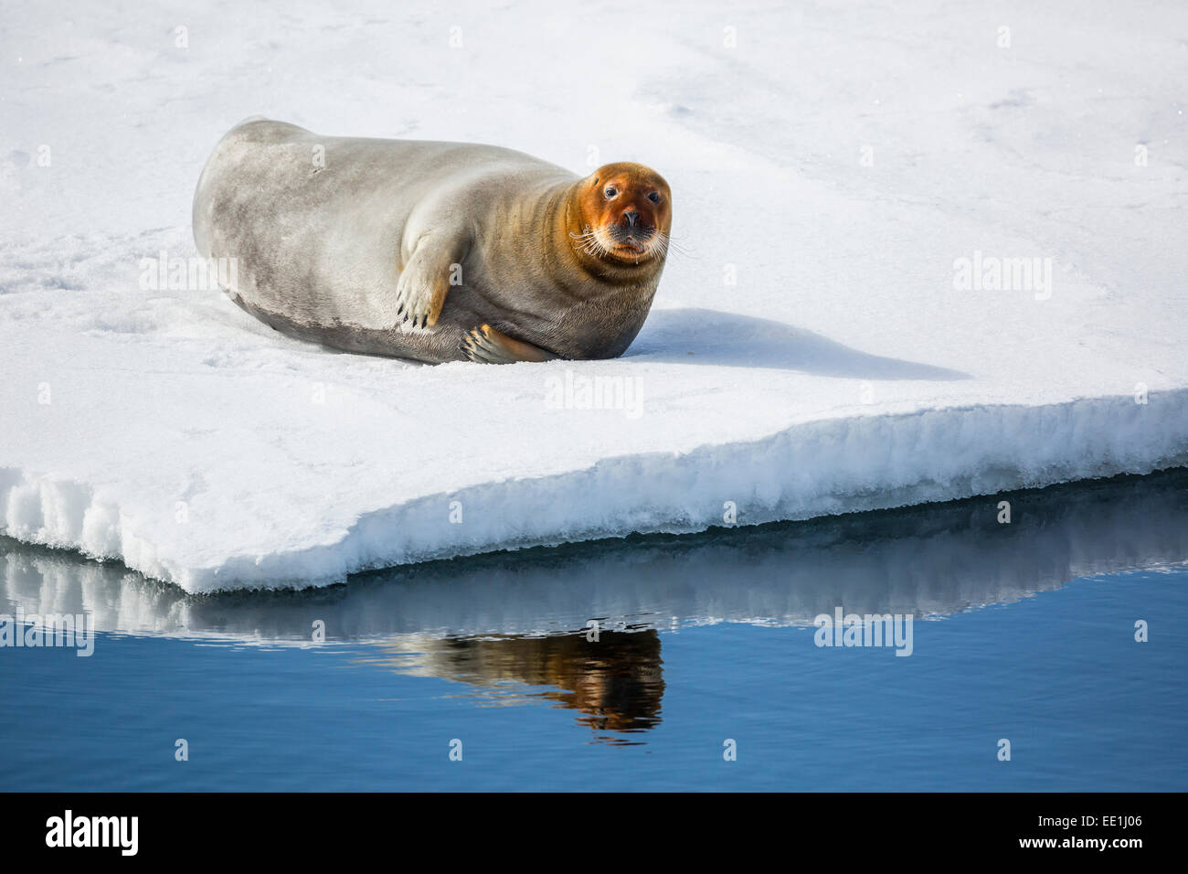 Erwachsenen bärtigen Siegel (Erignathus Barbatus) holte auf dem Eis in Olga Strait, Svalbard, Arktis, Norwegen, Skandinavien, Europa Stockfoto