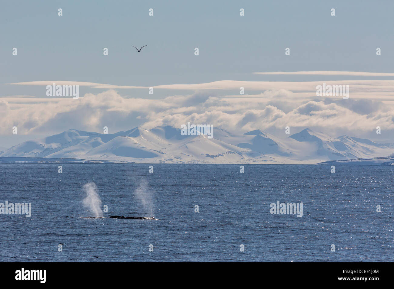 Erwachsenen Buckelwale (Impressionen Novaeangliae) Fütterung aus der West Küste von Spitzbergen, Spitzbergen, Arktis, Norwegen, Skandinavien Stockfoto