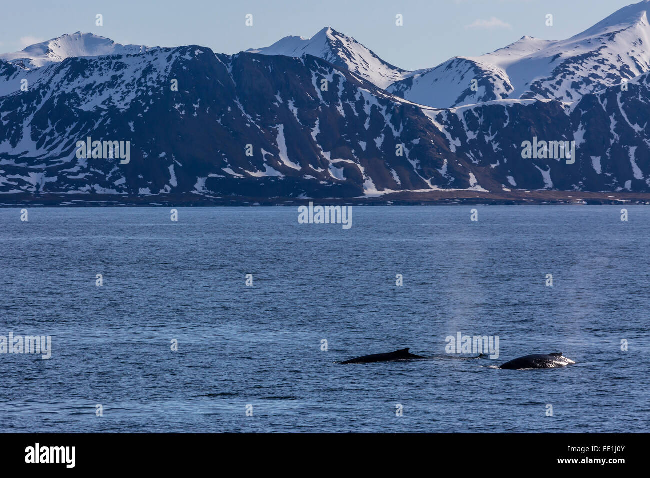 Erwachsenen Buckelwale (Impressionen Novaeangliae) Fütterung aus der West Küste von Spitzbergen, Spitzbergen, Arktis, Norwegen, Skandinavien Stockfoto