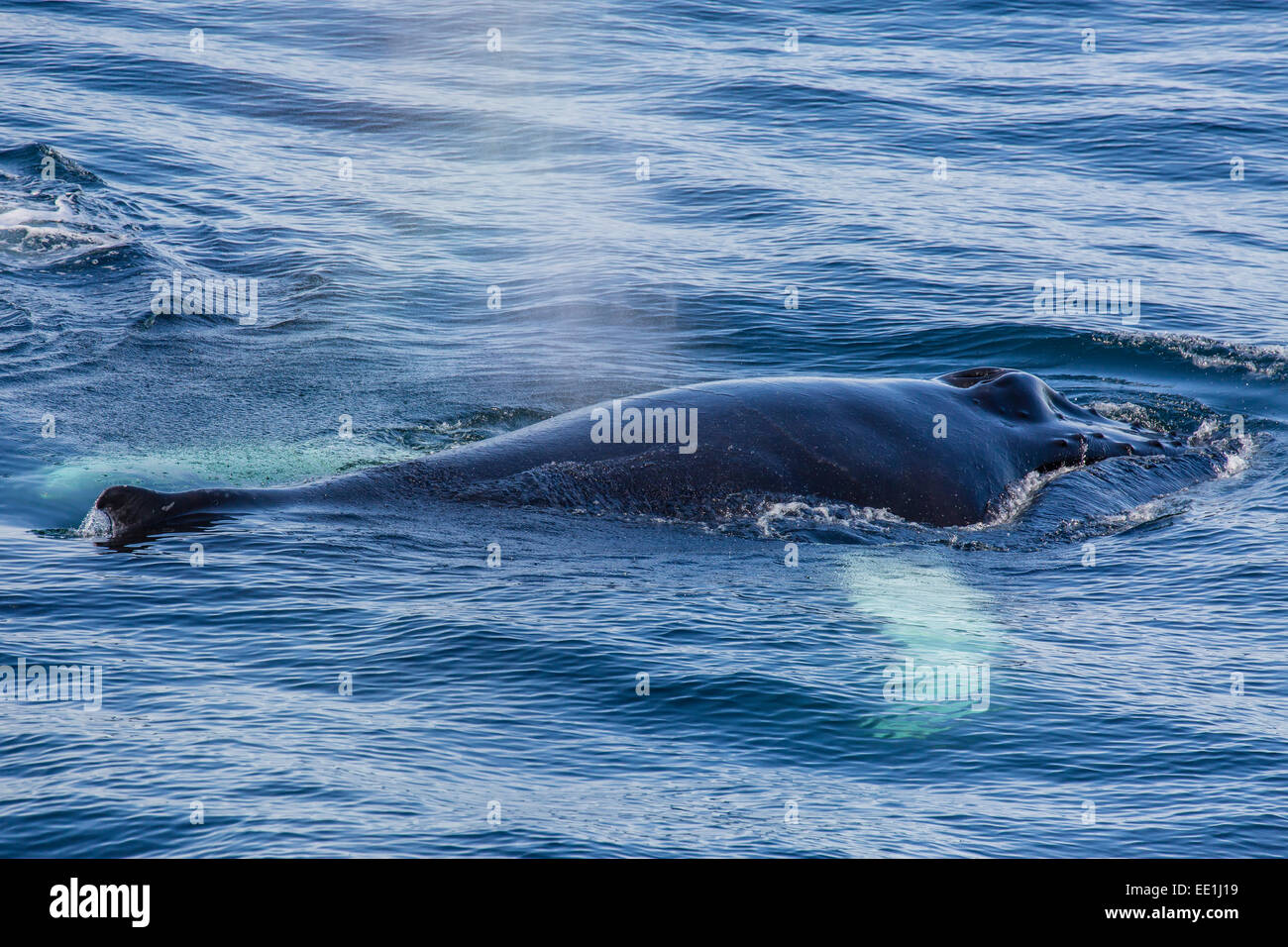 Erwachsener Buckelwal (Impressionen Novaeangliae) Fütterung aus der West Küste von Spitzbergen, Spitzbergen, Arktis, Norwegen, Skandinavien Stockfoto