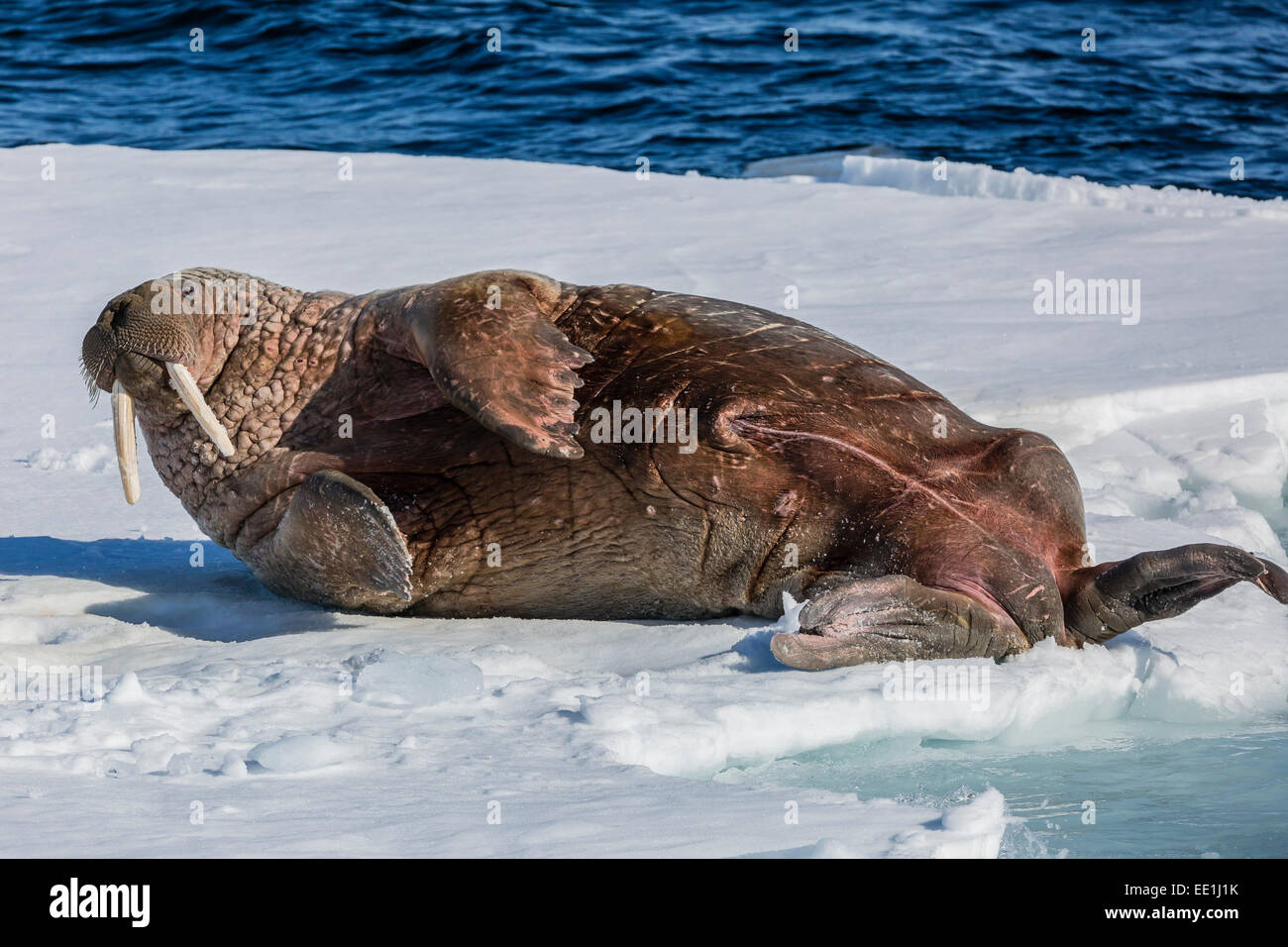 Walroß Erwachsenen Bull atlantische Walross (Odobenus Rosmarus Rosmarus ...