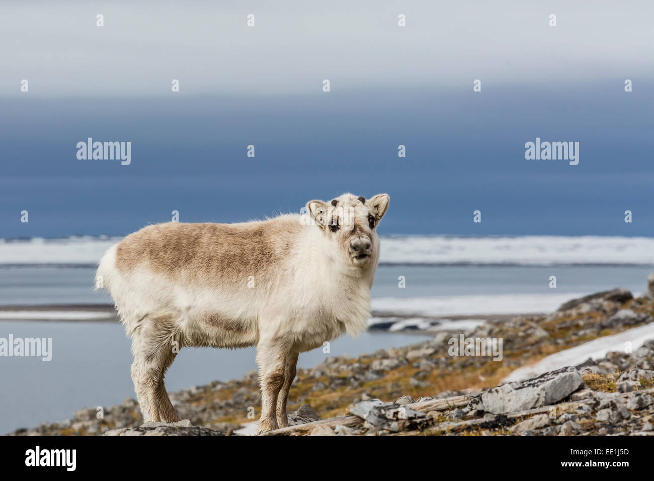 Svalbard-Rentiere (Rangifer Tarandus) verliert seinen Wintermantel in Varsolbukta, Bellsund, Spitzbergen, Arktis, Norwegen, Skandinavien Stockfoto