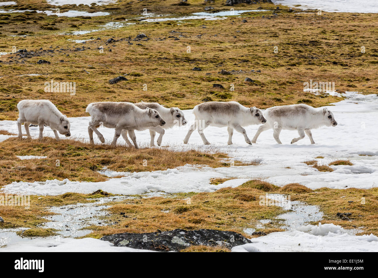 Svalbard-Rentiere (Rangifer Tarandus) Weiden in der Tundra in Varsolbukta, Bellsund, Spitzbergen, Arktis, Norwegen, Skandinavien Stockfoto
