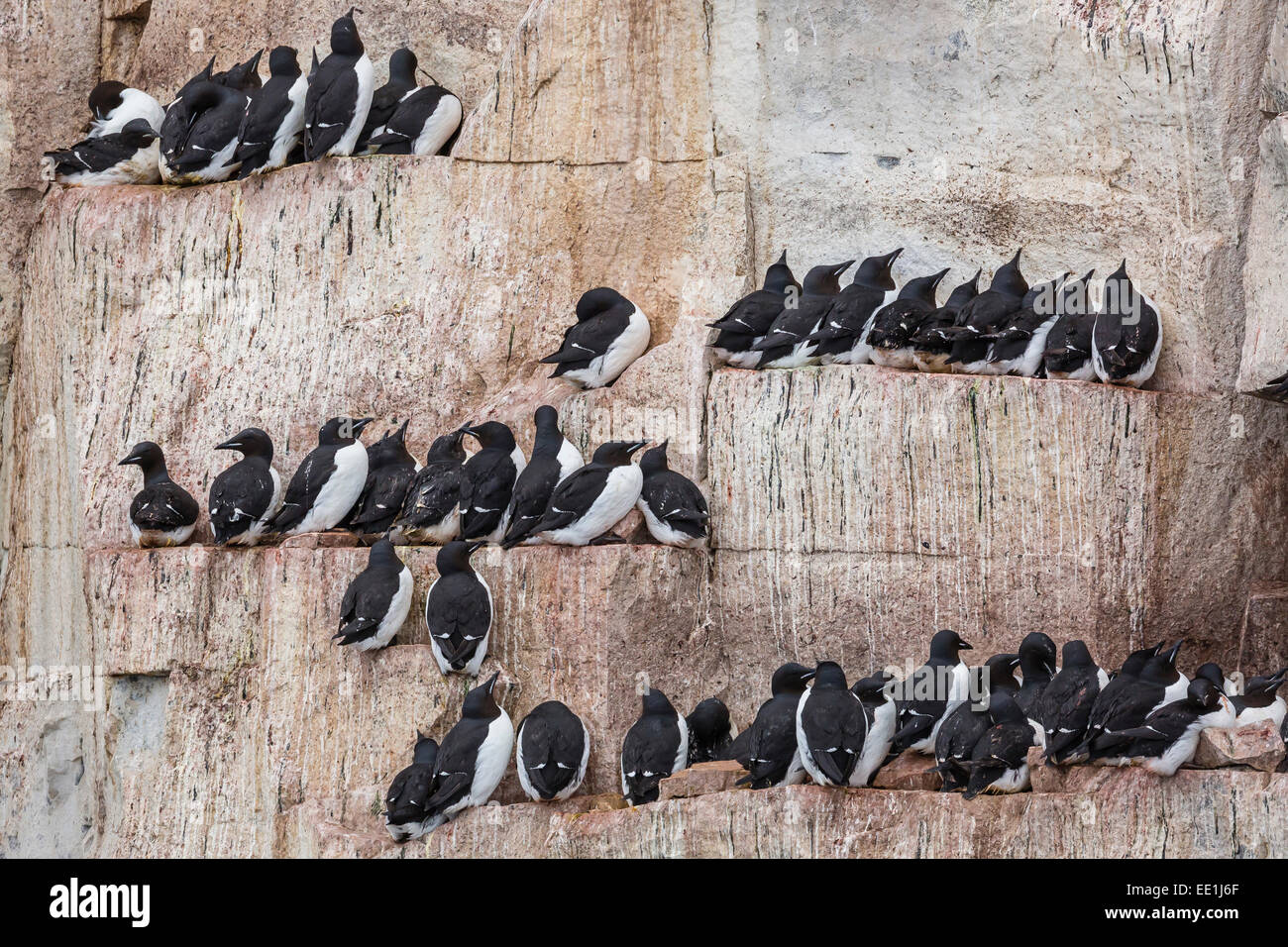 Adult Brunnich Trottellumme (Uria Lomvia) nisten auf Felsvorsprüngen am Kap Fanshawe, Spitzbergen, Svalbard, Alkefjelet, Arktis, Norwegen Stockfoto