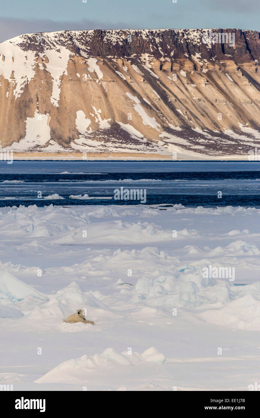 Erwachsenen Eisbär (Ursus Maritimus) im ersten Jahr Meer Eis in der Olga-Straße, in der Nähe von Edgeoya, Spitzbergen, Arktis, Norwegen, Skandinavien Stockfoto