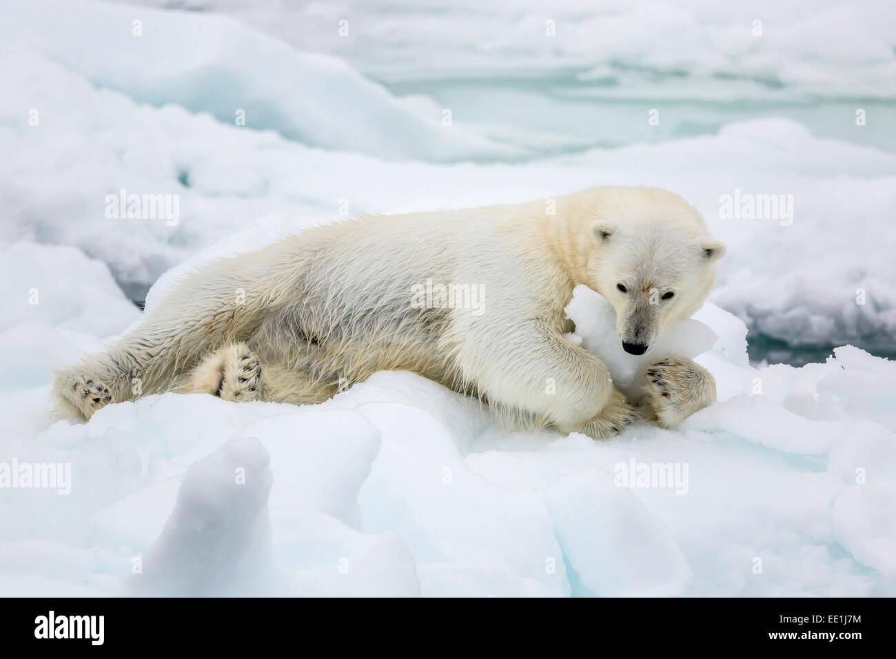 Erwachsenen Eisbär (Ursus Maritimus) erstreckt sich im ersten Jahr Meer Eis in Olga-Straße, in der Nähe von Edgeoya, Spitzbergen, Arktis, Norwegen Stockfoto