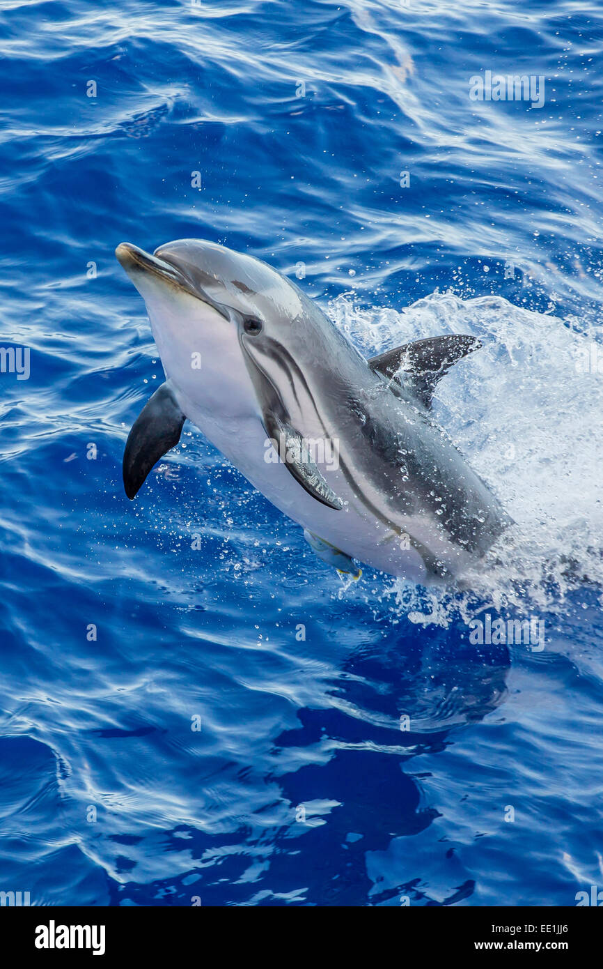 Erwachsenen gestreifte Delfin (Stenella Coeruleoalba) springen in der Nähe von La Gomera, Kanarische Inseln, Spanien, Atlantik, Europa Stockfoto