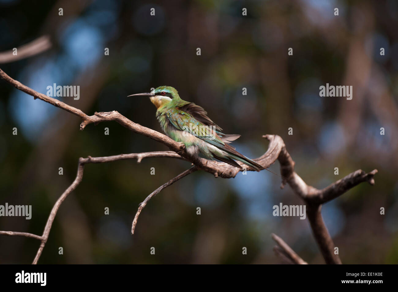 Kleine Bienenfresser (Merops percivali), Chobe Nationalpark, Botswana, Afrika Stockfoto