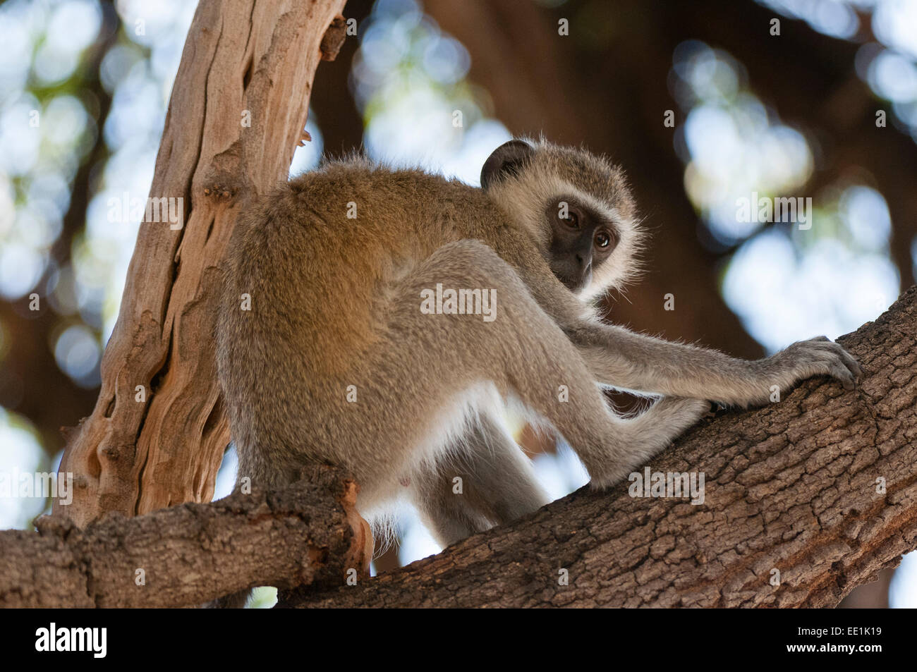 Vervet Affen (grüne Aethiops), Chobe Nationalpark, Botswana, Afrika Stockfoto