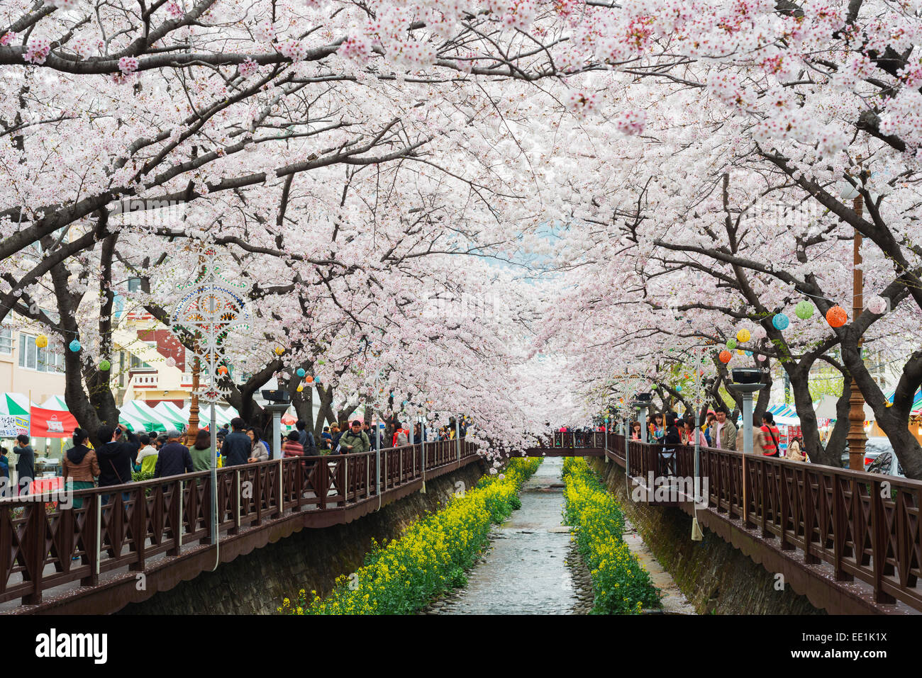 Frühlingsfest Kirschblüte, Jinhei, Südkorea, Asien Stockfoto