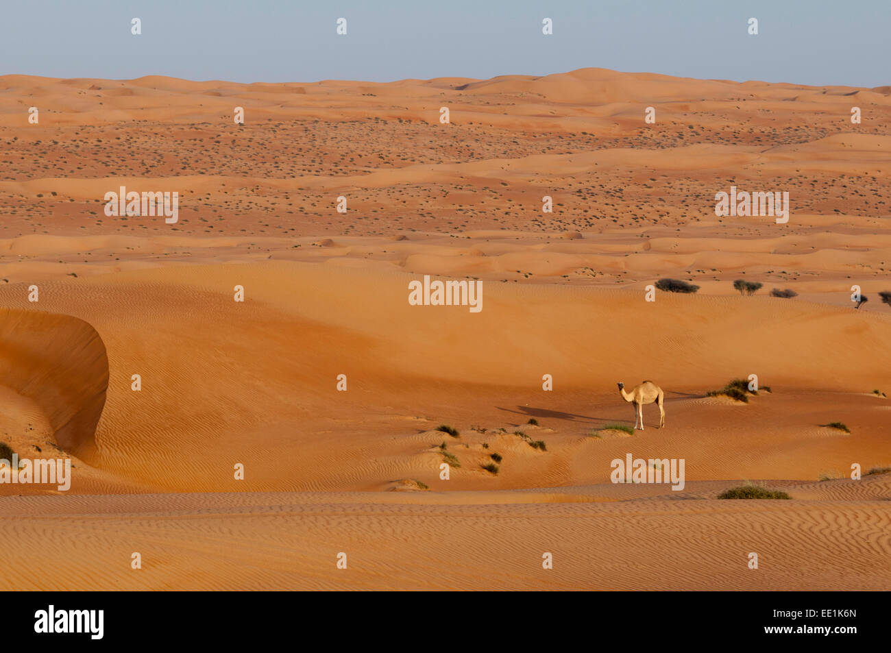 Wahiba Sands Wüste, Oman, Naher Osten Stockfoto