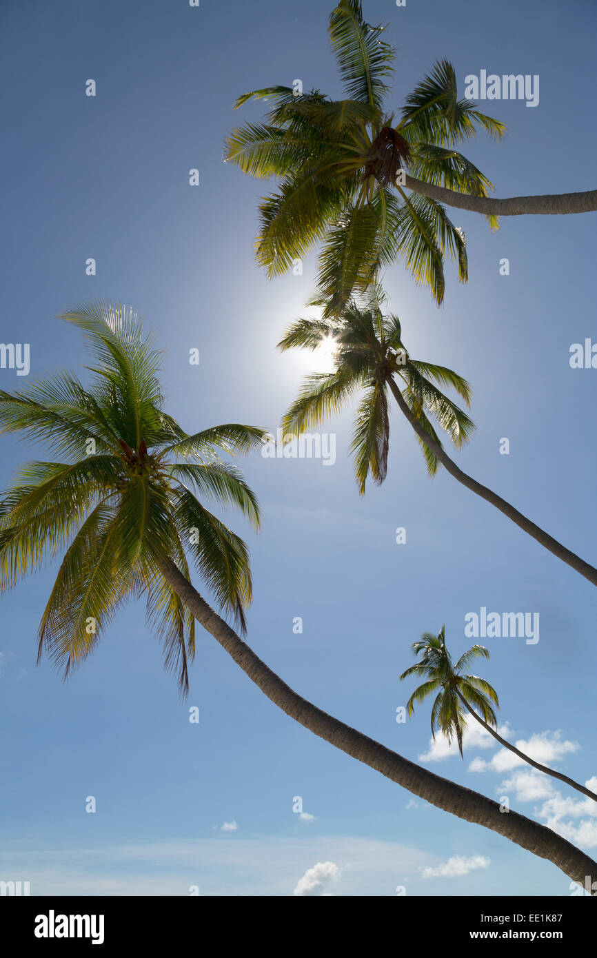 Hohe Palmen Silhouette gegen die Sonne auf einer Insel in den Malediven, Indischer Ozean, Asien Stockfoto
