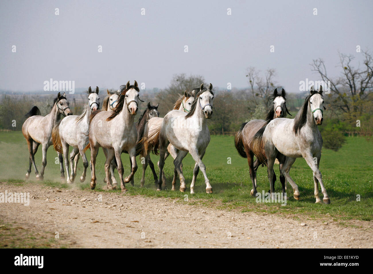Herde grauer arabischer Pferde laufen in der Bereich ländliche Szene Stockfoto