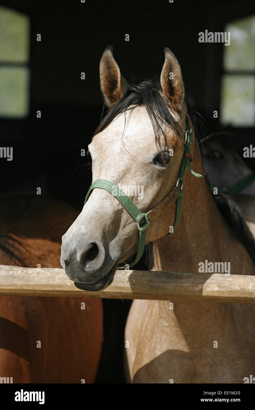 Arabisches Pferd stabil mit Blick über das Scheunentor...  Schönes Pferd Rennpferde in der Scheune ländliche Szene Stockfoto