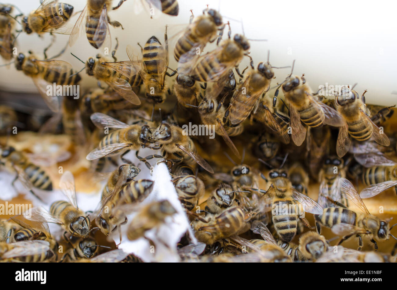 Honig-Bienen ernähren sich von vorbereiteten Fondant ernähren sich von der Krone-Board aus dem Bienenstock, die ihnen, durch den Herbst hilft / Winter Stockfoto