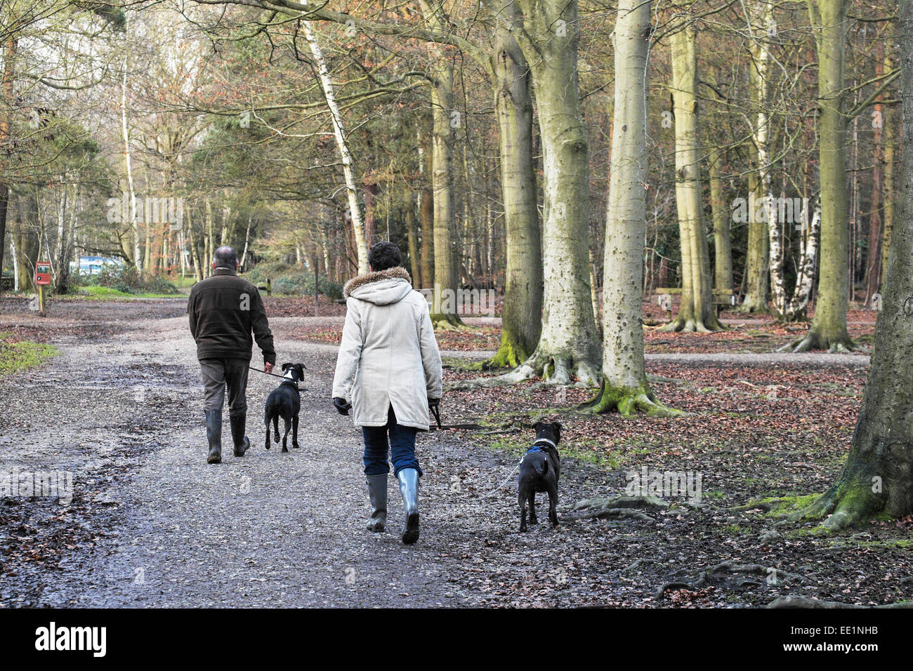 Die Leute, die ihre Hunde zu einem Spaziergang in Thorndon Park in der Grafschaft Essex. Stockfoto