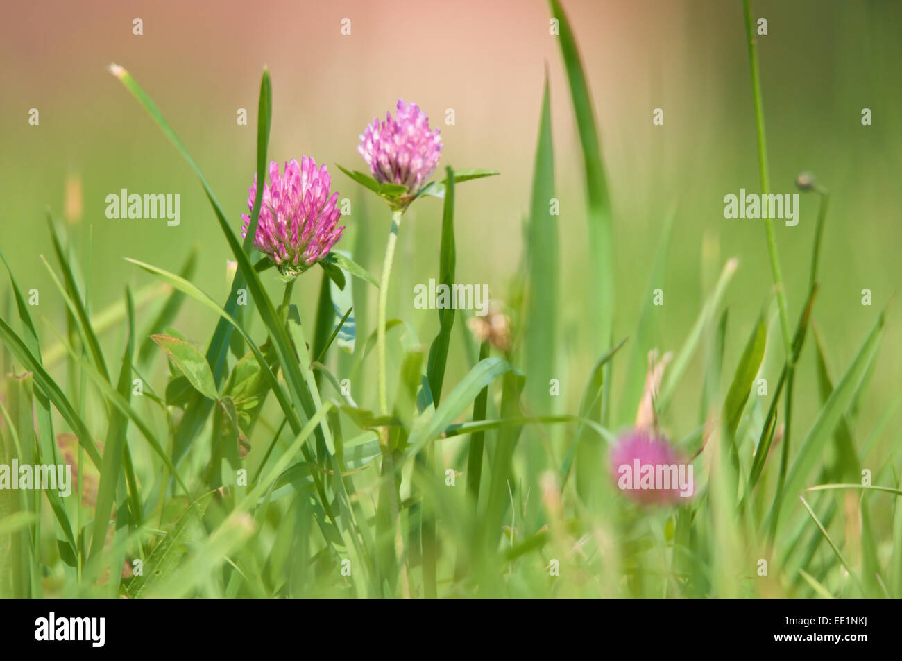 blühenden Klee Stockfoto