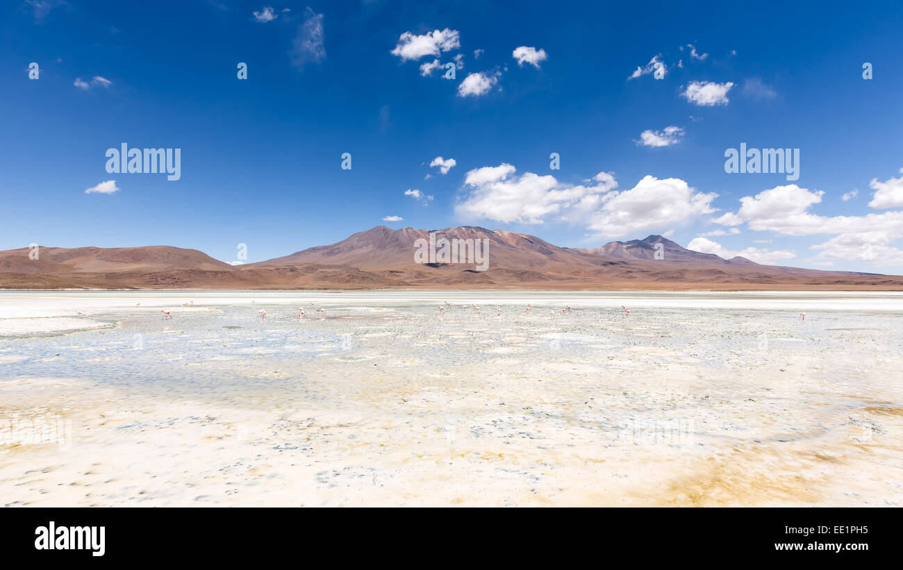 Laguna Hedionda, Uyuni Wüste, Altoplano, Bolivien, Südamerika Stockfoto