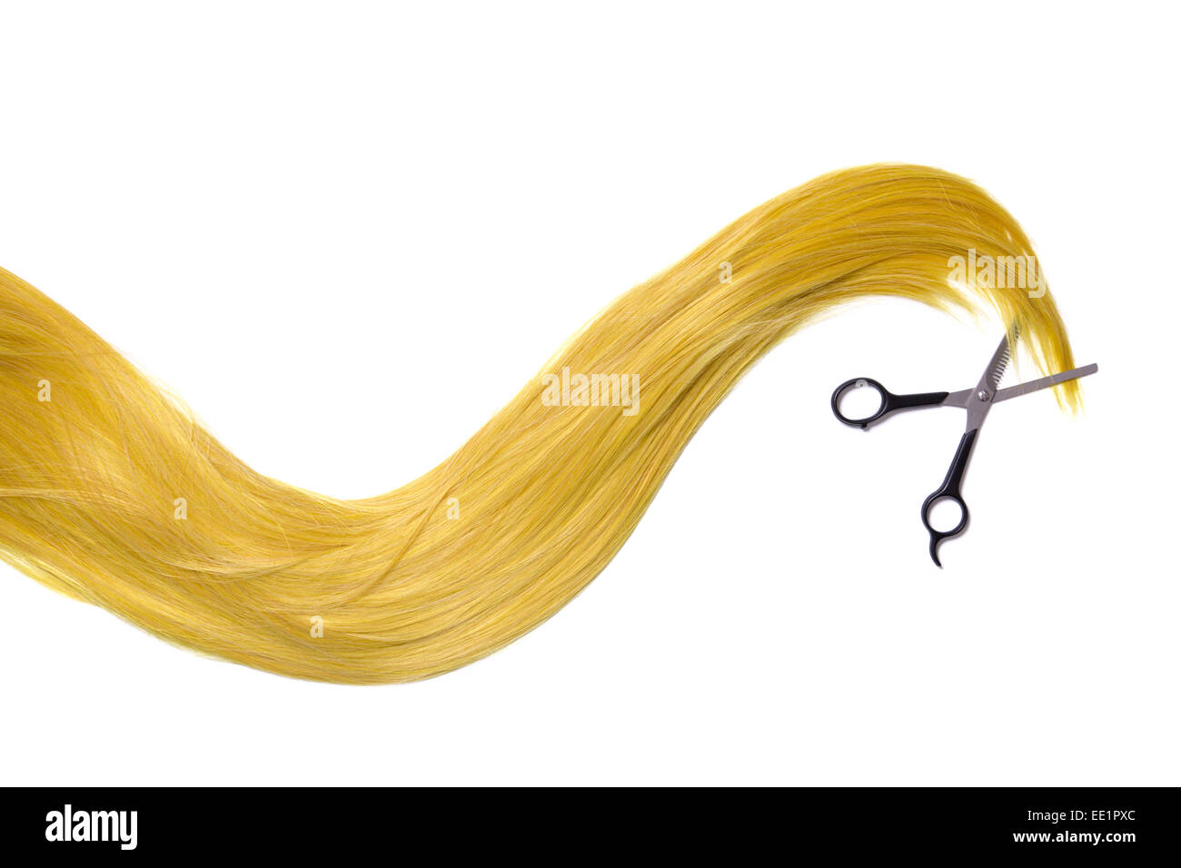 Lange goldblondes Haar mit professionellen Scheren, isoliert auf weißem Hintergrund Stockfoto