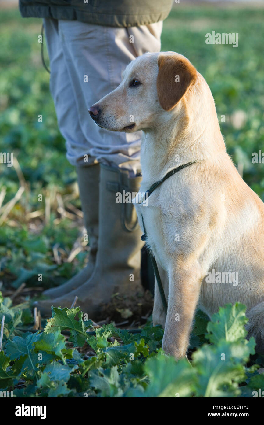 Ein gelber Labrador Retriever Hund saß mit seinem Besitzer auf einem Fasan schießen in England Stockfoto