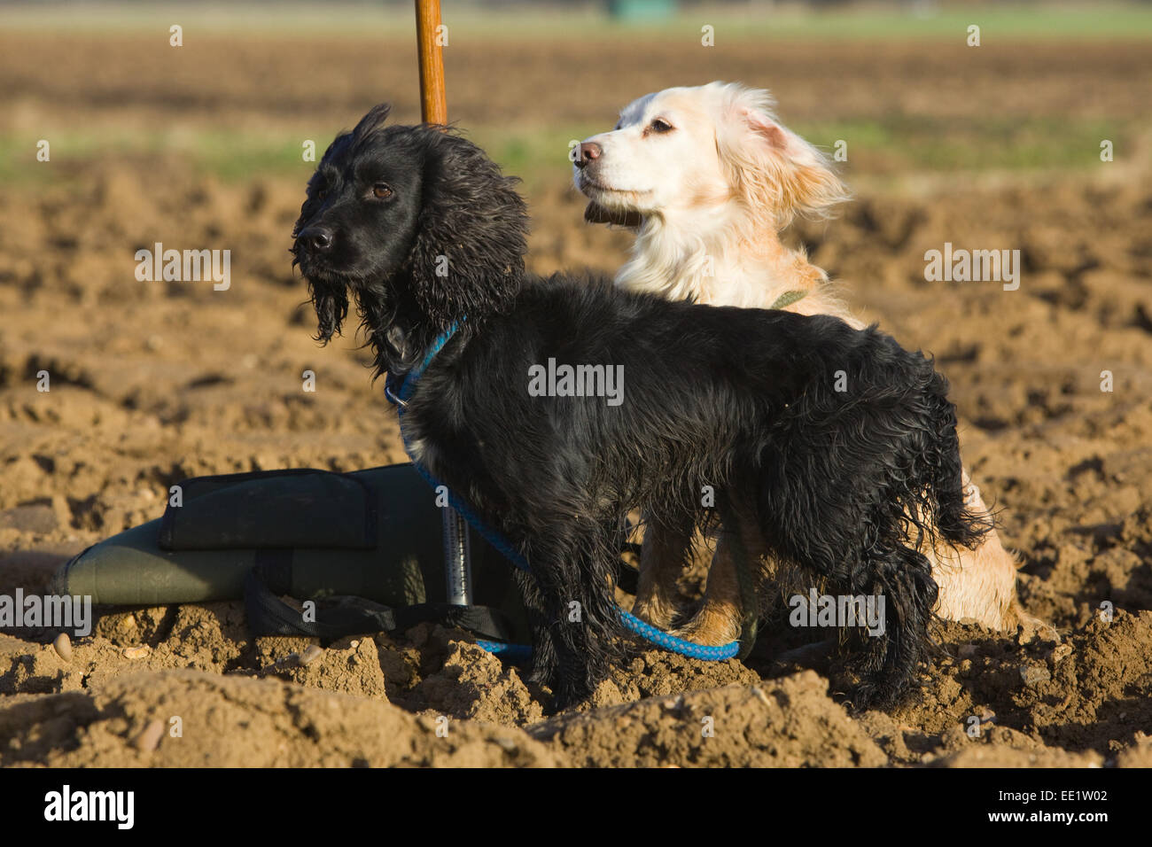 Zwei Cocker Spaniels auf einem Feld in der englischen Landschaft. Stockfoto