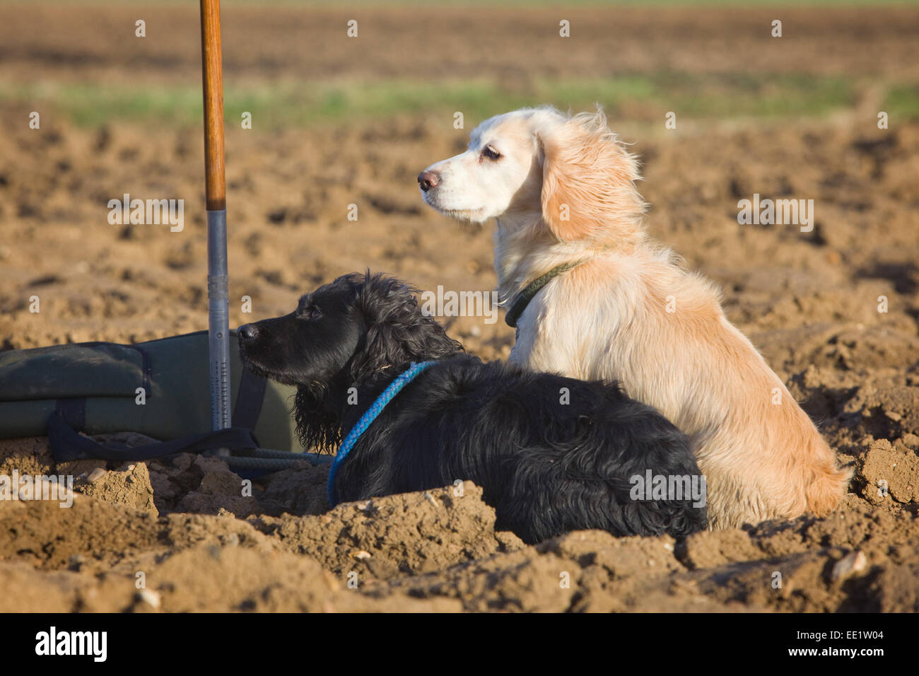 Zwei Cocker Spaniels auf einem Feld in der englischen Landschaft. Stockfoto