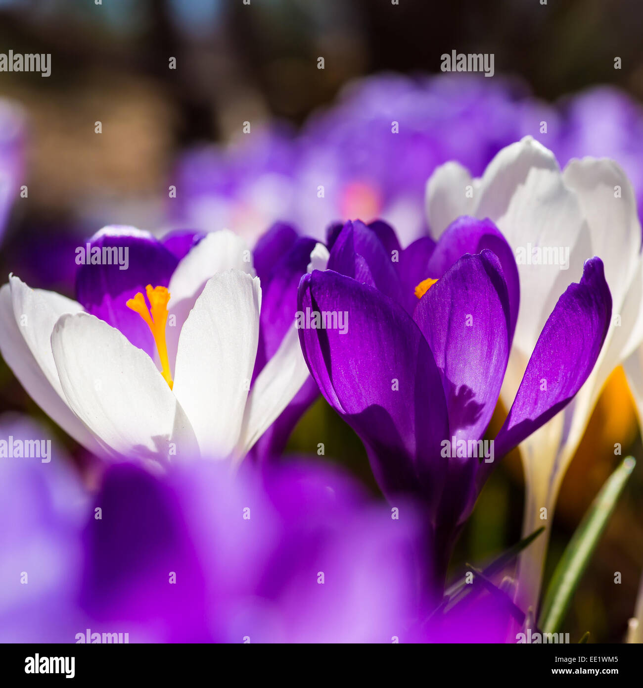 Schönen Frühling Krokus leuchtet wieder im heimischen Garten. Stockfoto