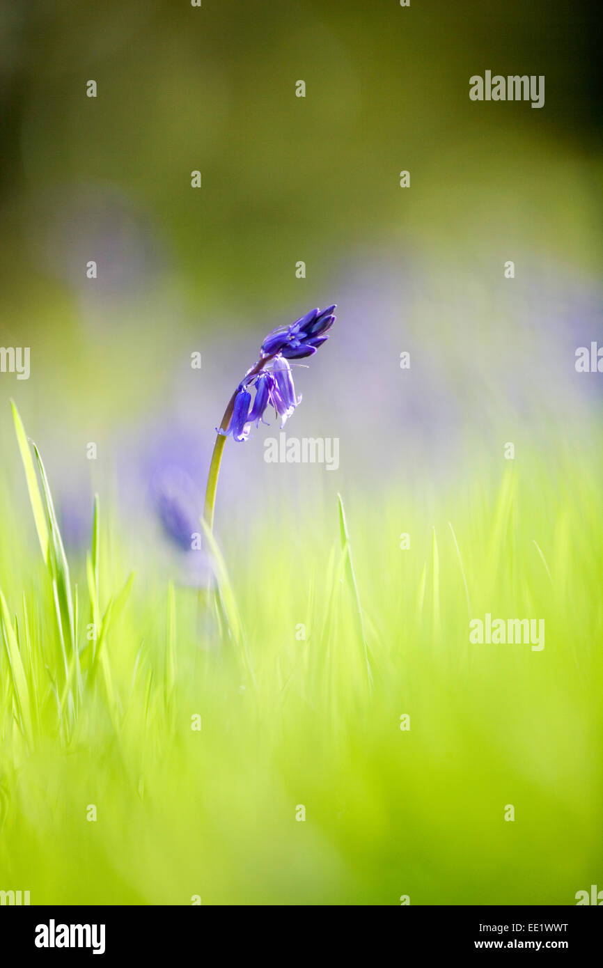 Glockenblume Blüte. Stockfoto