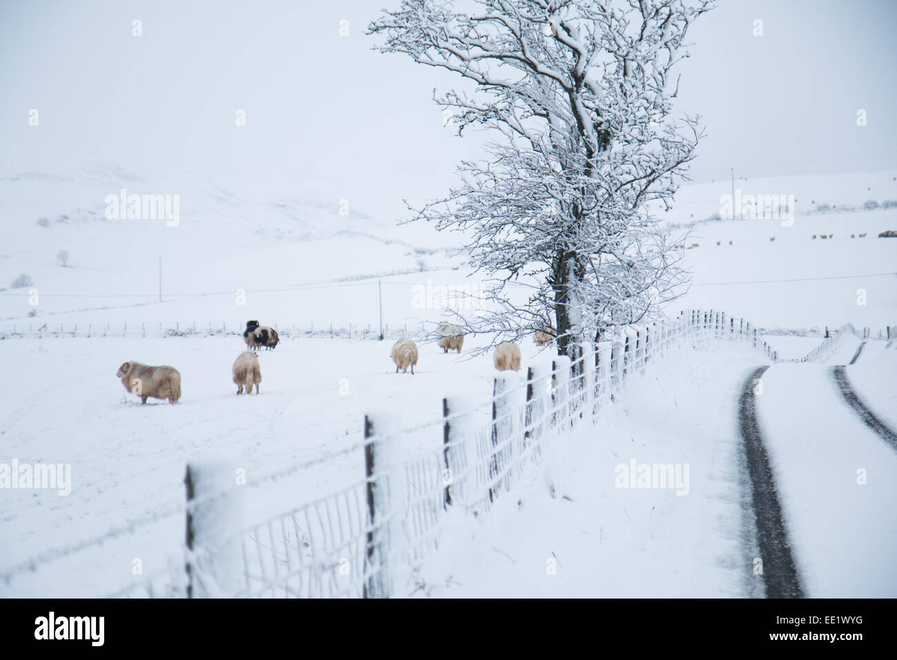 Aberystwyth, Wales. Aberystwyth, Wales. 13. Januar 2015. : UK UK Wetter: starker Schneefall in Aberystwyth über 2 Zoll Schneefall auf höherem Boden sieht heute Morgen. © Jon Freeman/Alamy Stockfoto