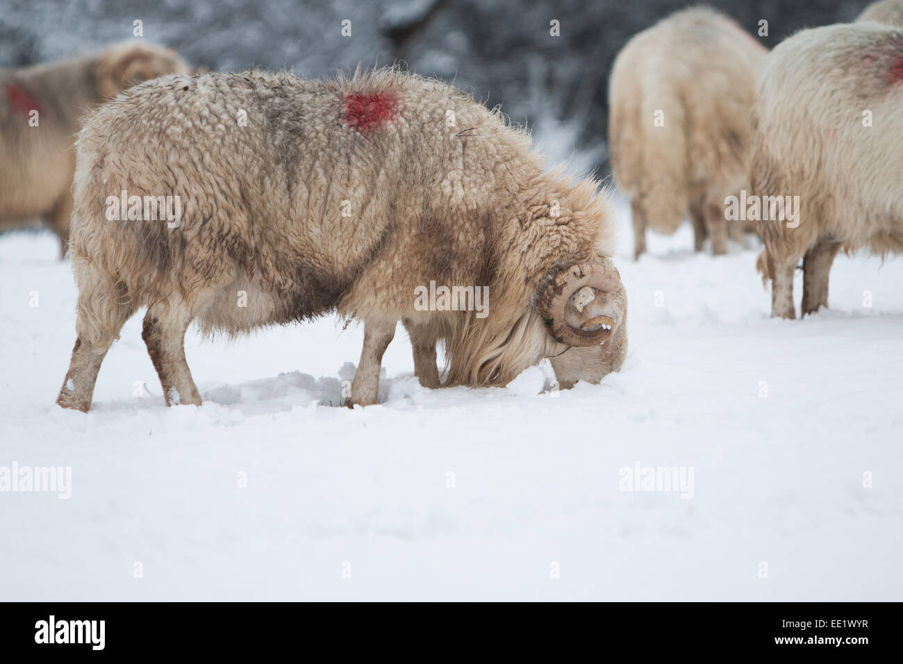 Aberystwyth, Wales. Aberystwyth, Wales. 13. Januar 2015. : UK UK Wetter: starker Schneefall in Aberystwyth über 2 Zoll Schneefall auf höherem Boden sieht heute Morgen. © Jon Freeman/Alamy Stockfoto