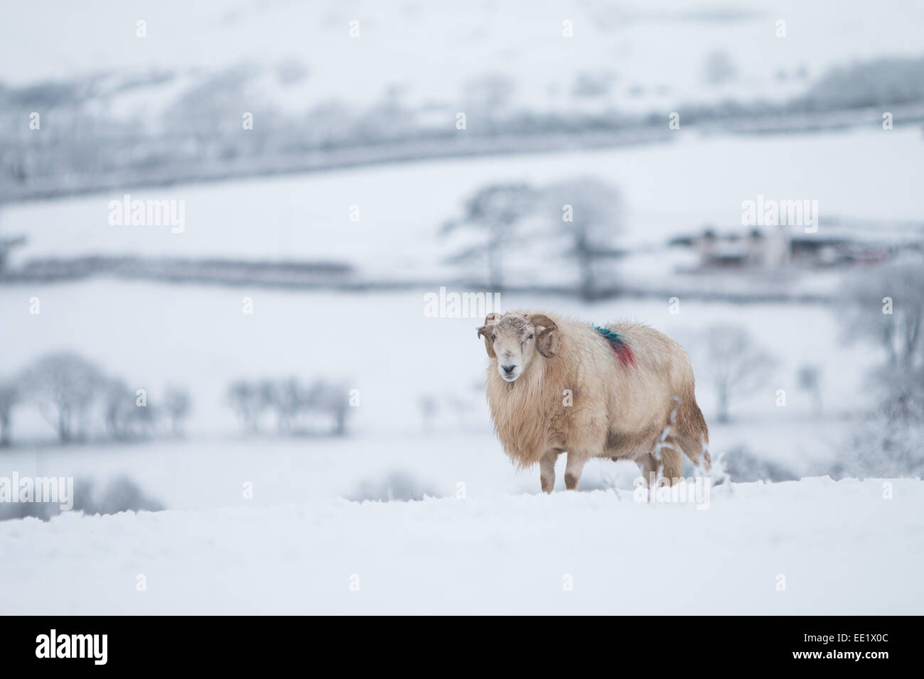 Aberystwyth, Wales. Aberystwyth, Wales. 13. Januar 2015. : UK UK Wetter: starker Schneefall in Aberystwyth über 2 Zoll Schneefall auf höherem Boden sieht heute Morgen. © Jon Freeman/Alamy Stockfoto
