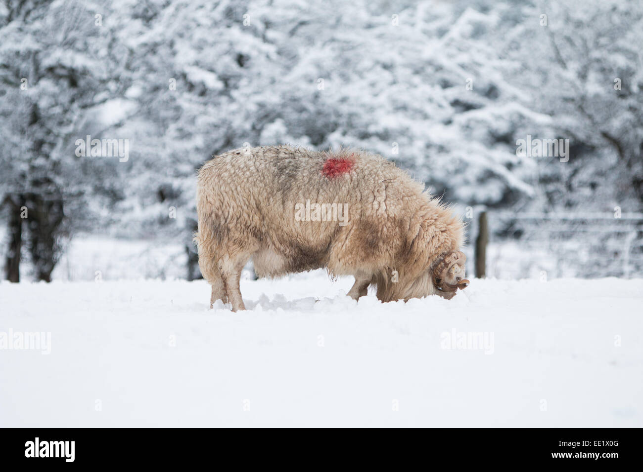 Aberystwyth, Wales. Aberystwyth, Wales. 13. Januar 2015. : UK UK Wetter: starker Schneefall in Aberystwyth über 2 Zoll Schneefall auf höherem Boden sieht heute Morgen. © Jon Freeman/Alamy Stockfoto