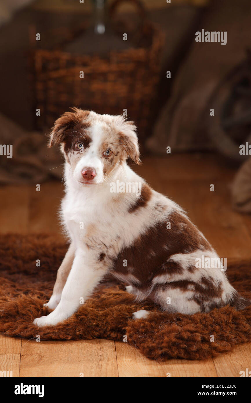 Australian Shepherd, Welpen, 12 Wochen, Red-Merle | Australian Shepherd Welpe, 12 Wochen, Red-merle Stockfoto