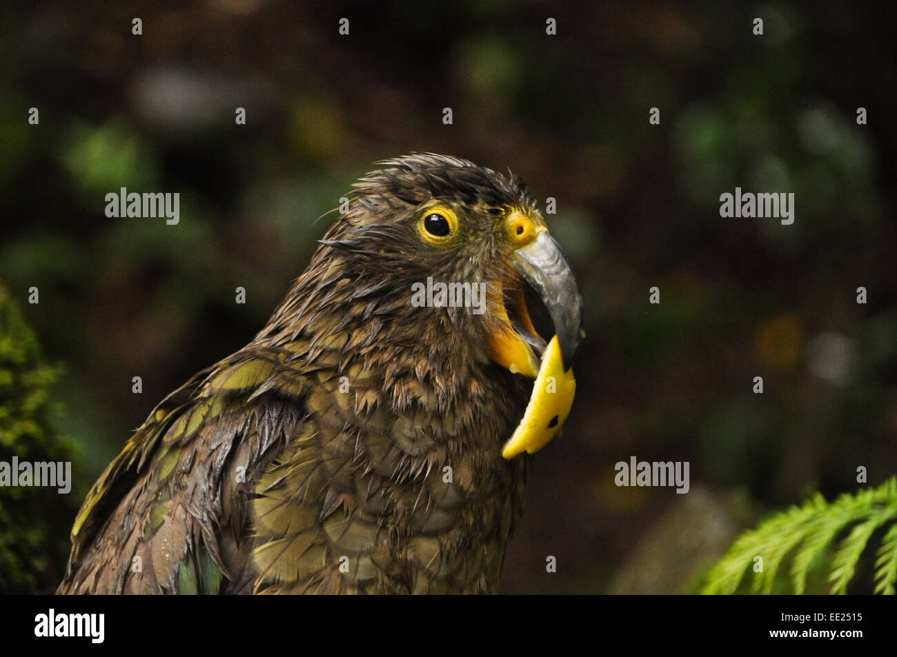 Ein Kea (Nestor Notabilis) mit einer Scheibe Zitrone, in Arthurs Pass, Neuseeland Stockfoto