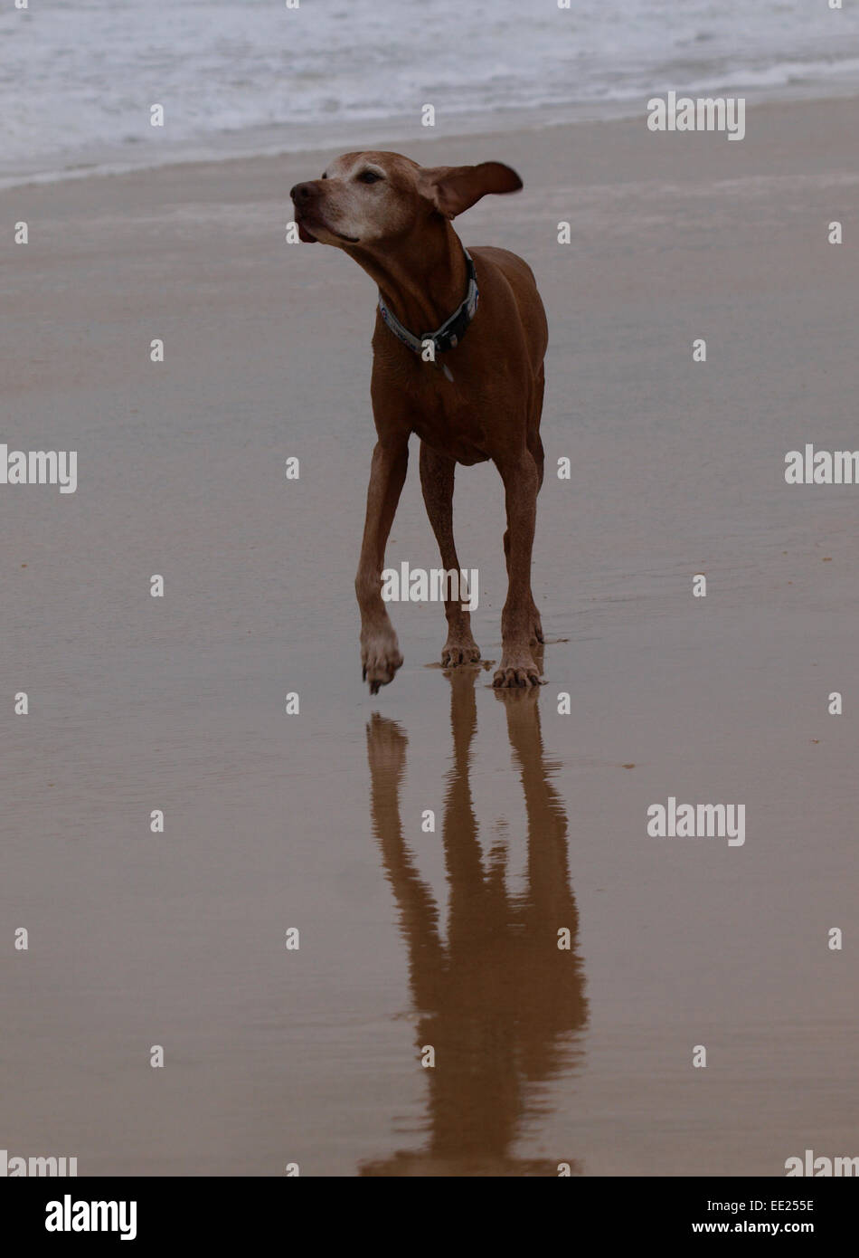 Kurzen Haaren Hund mit großen Ohren im Wind, UK Stockfoto