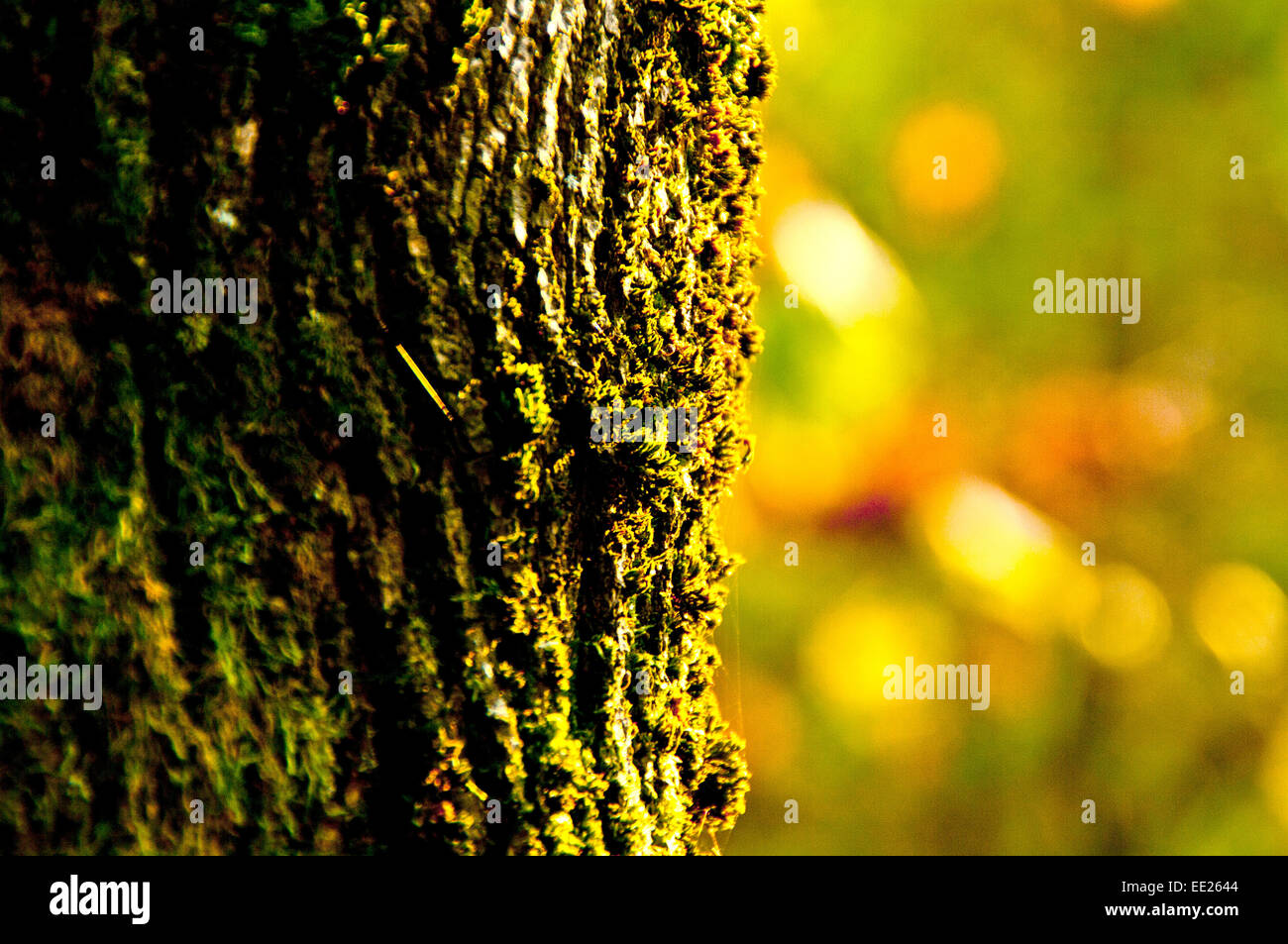Herbst Hintergrund schön Schönheit hell Busch Farben Tag Herbst Waldgrün Ungarn Landschaft Licht Mehedinti natürliche Natur Stockfoto