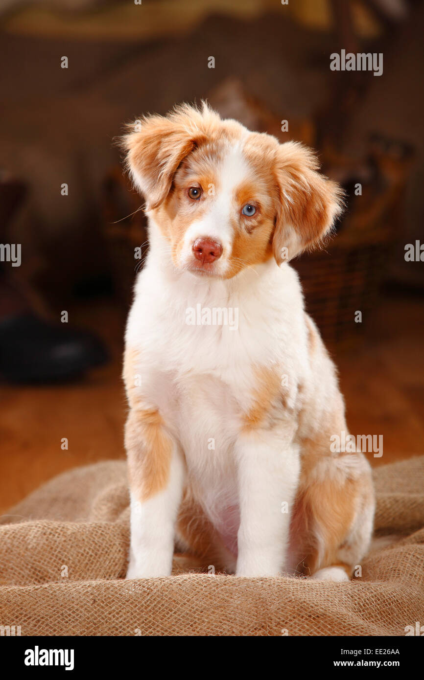 Miniatur Australian Shepherd, Welpen, Red-Merle, 13 Wochen, Odd-eyed | Miniature  Australian Shepherd Welpe, Red-Merle, 13 Wochen Stockfotografie - Alamy