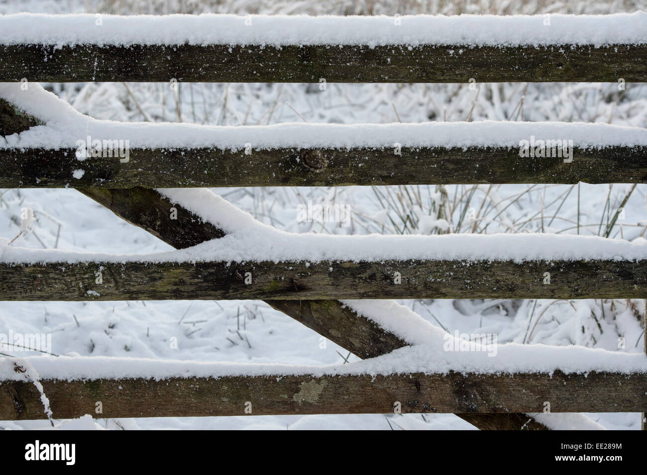 Schnee auf einem alten hölzernen fünf bar Tor Stockfoto