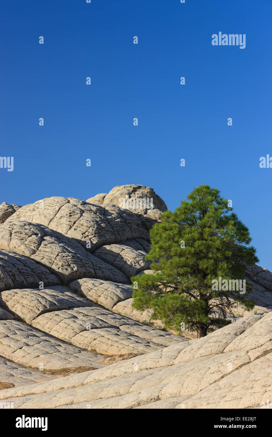 Einsamer Baum an der weißen Tasche tief in der Vermilion Cliffs National Monument, Arizona, USA Stockfoto