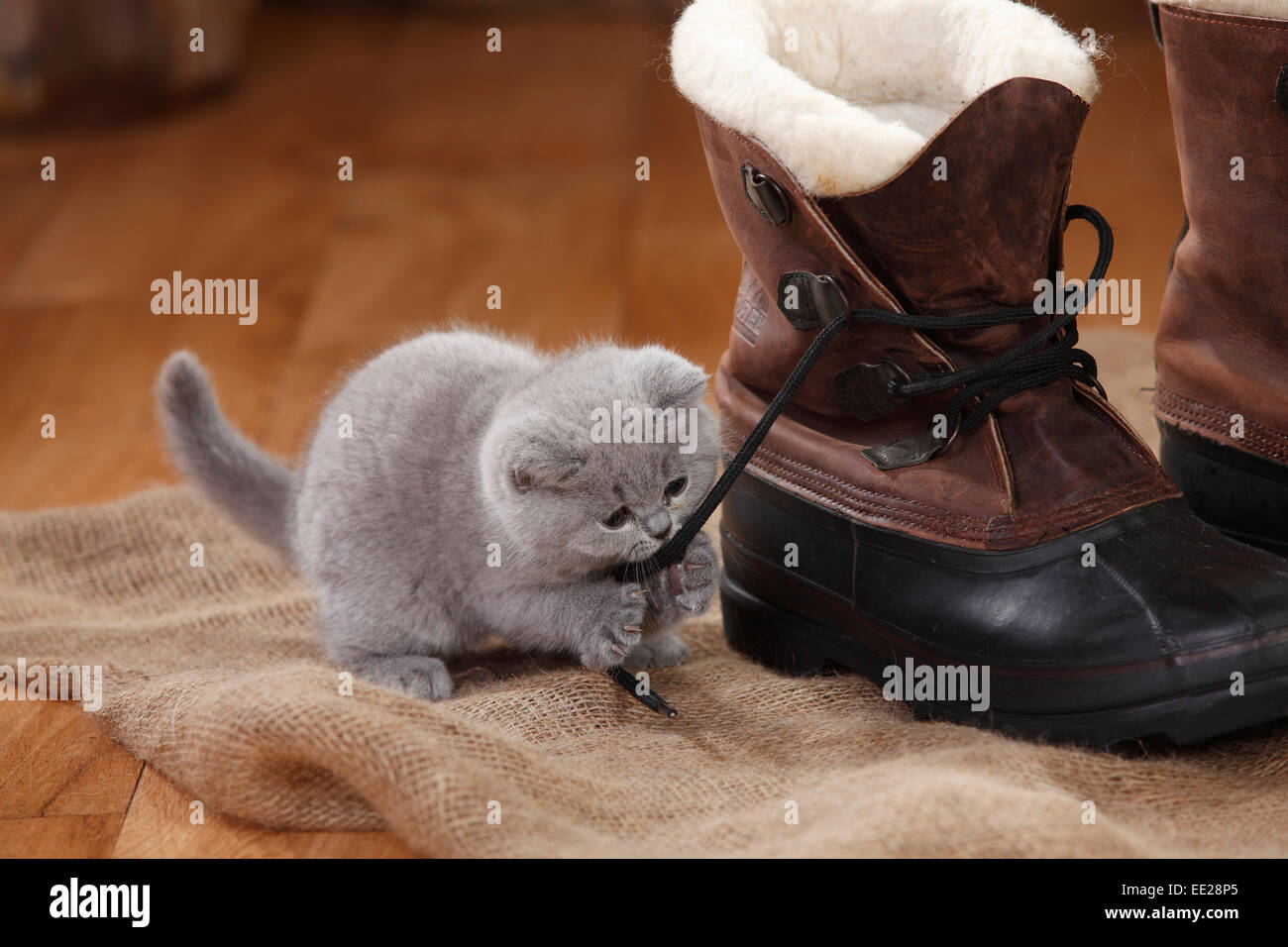 British Kurzhaar-Katze, Kätzchen, blau, 8 Wochen | Britisch Kurzhaar, Kaetzchen, blau, 8 Wochen Stockfoto
