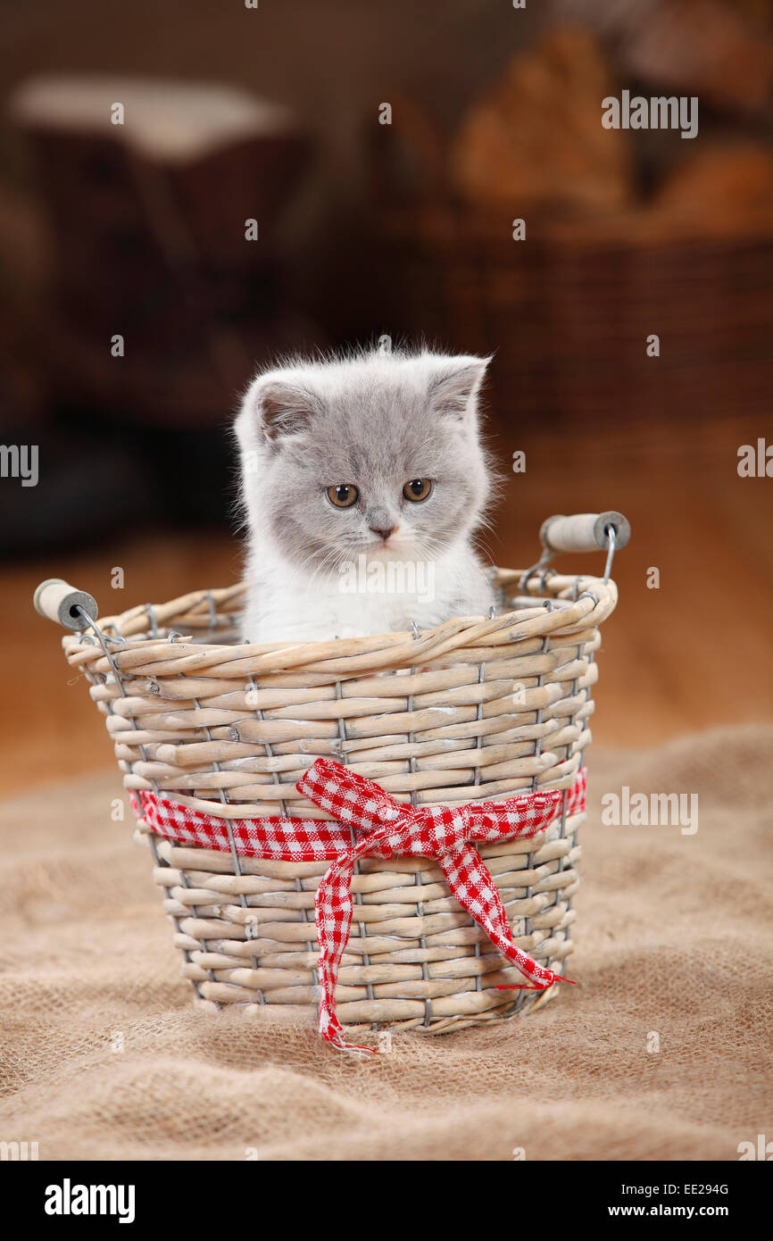 British Kurzhaar-Katze, Kätzchen, blau-weiß, 8 Wochen | Britisch Kurzhaar, Kaetzchen, blau-weiß, 8 Wochen / Blau-Weiss Stockfoto
