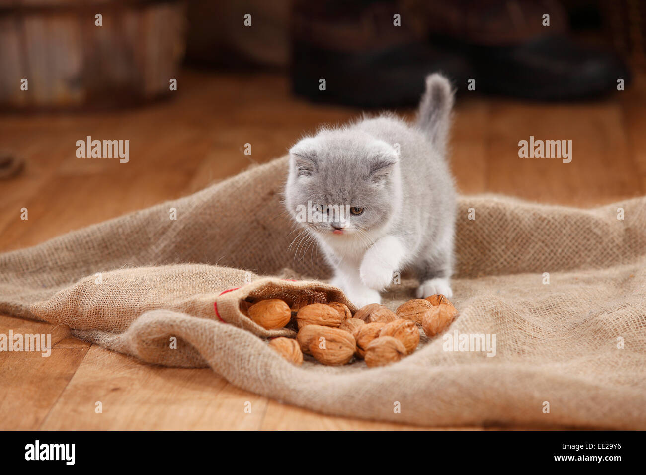 British Kurzhaar Katze Kätzchen Blau Weiß 8 Wochen