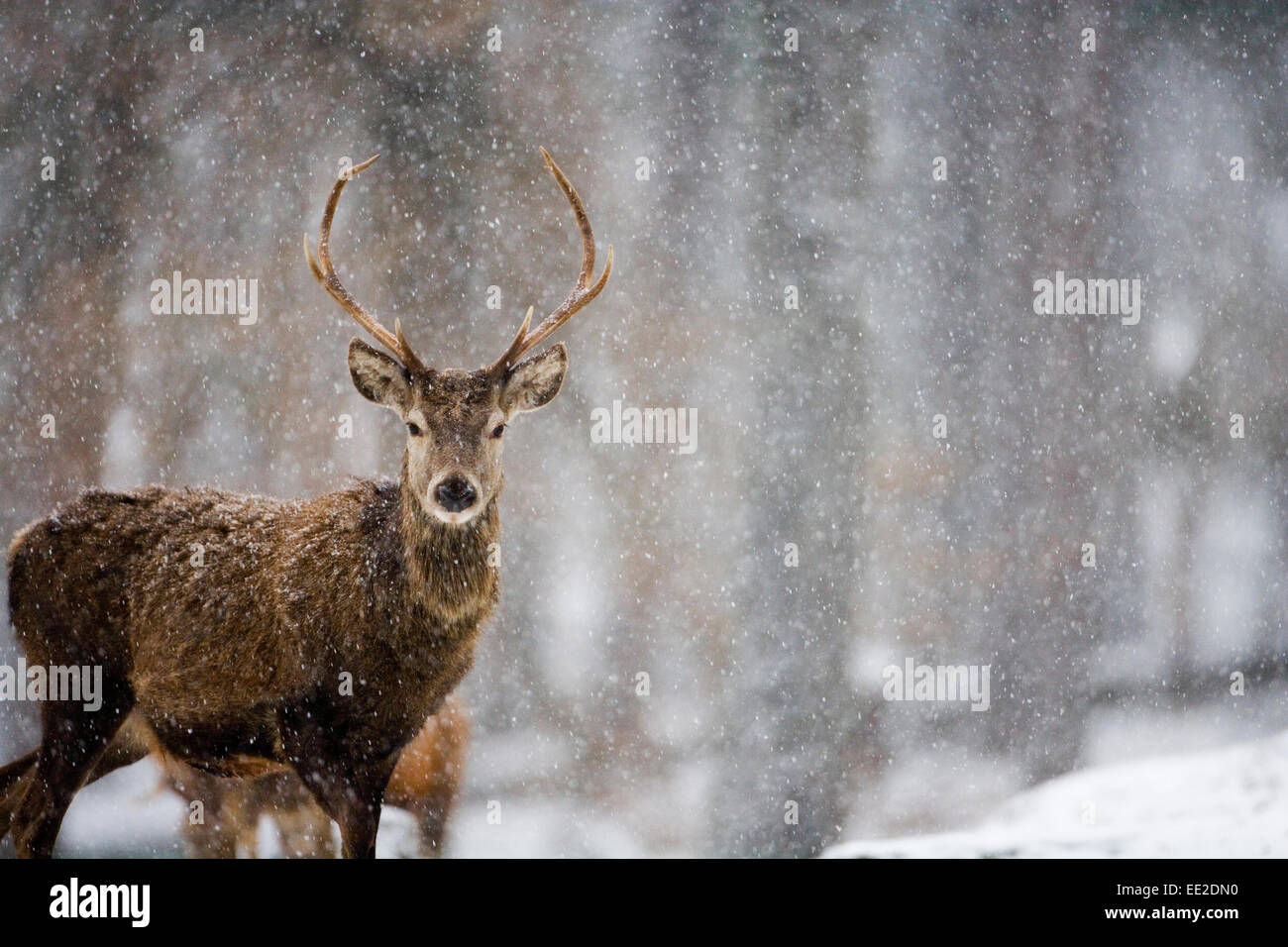 Hirsche im Schnee. Stockfoto