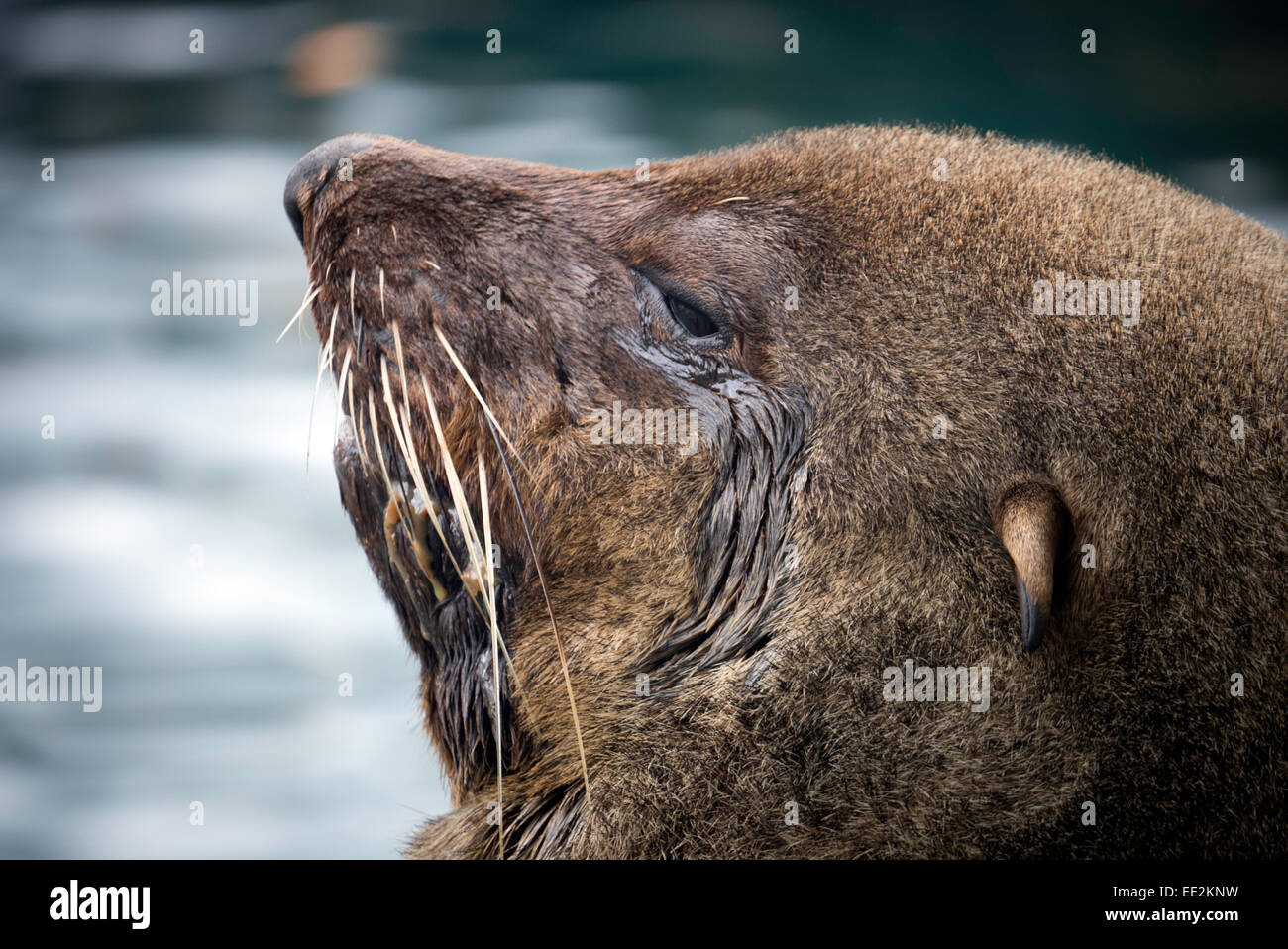 Ein Cape Seebär (braune Seebär, südafrikanischer Seebär) in Kalk Bay, Cape Peninsular, Cape Town South Africa. Stockfoto